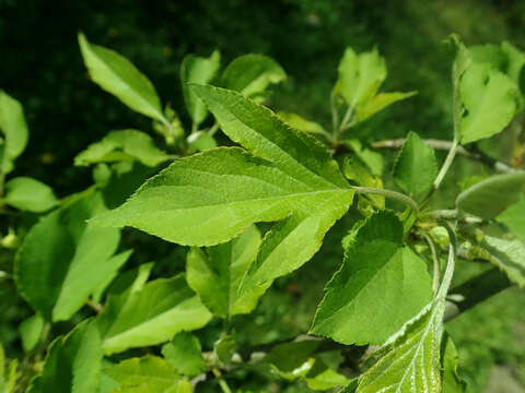 Plancia ëd Malus kansuensis (Batalin) C. K. Schneid.