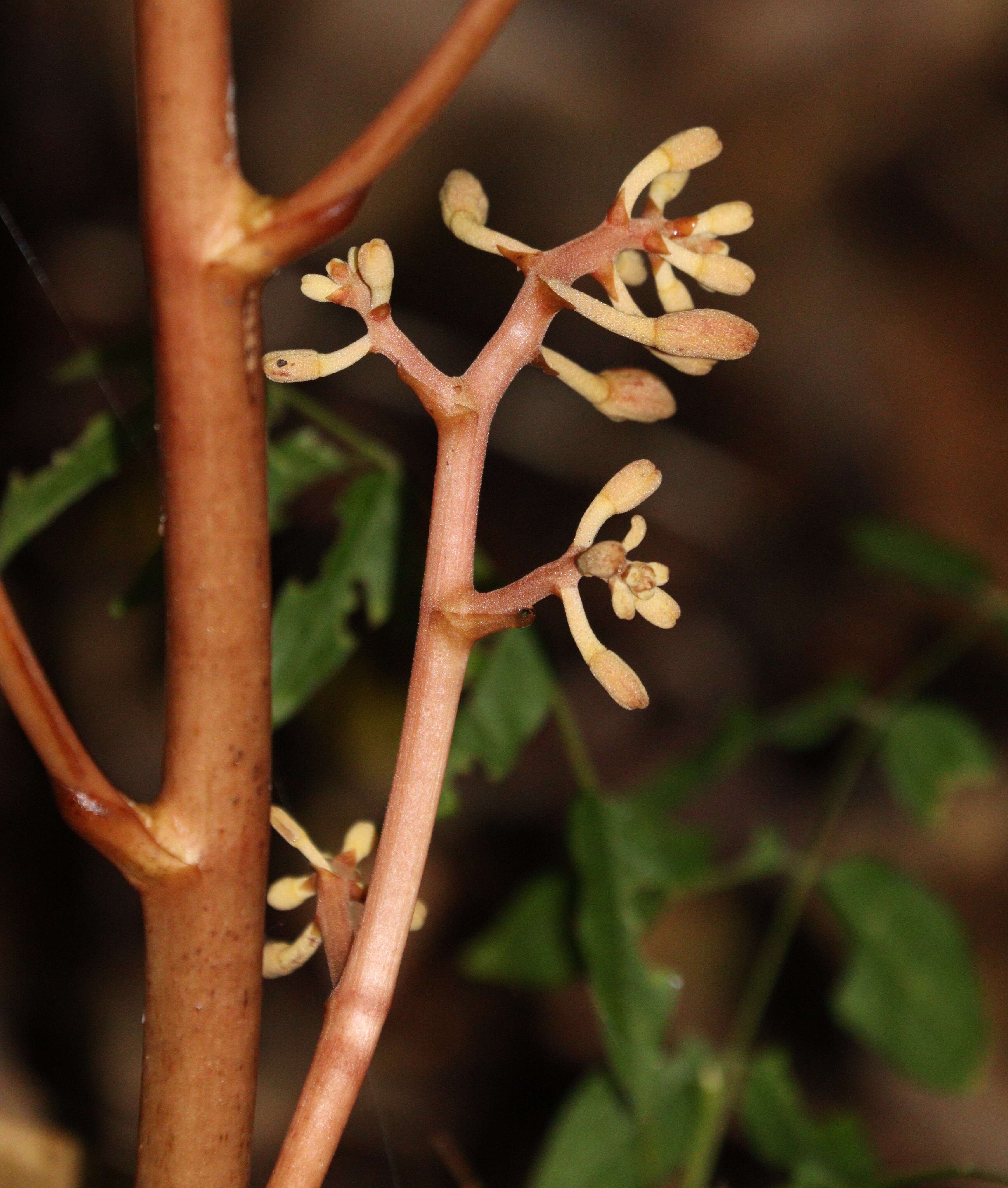 Image of Cyrtosia septentrionalis (Rchb. fil.) Garay