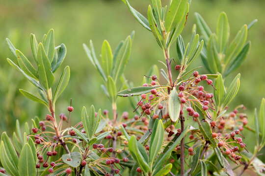 Image of sheep laurel