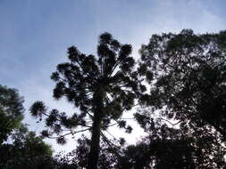 Image of Candelabra Tree