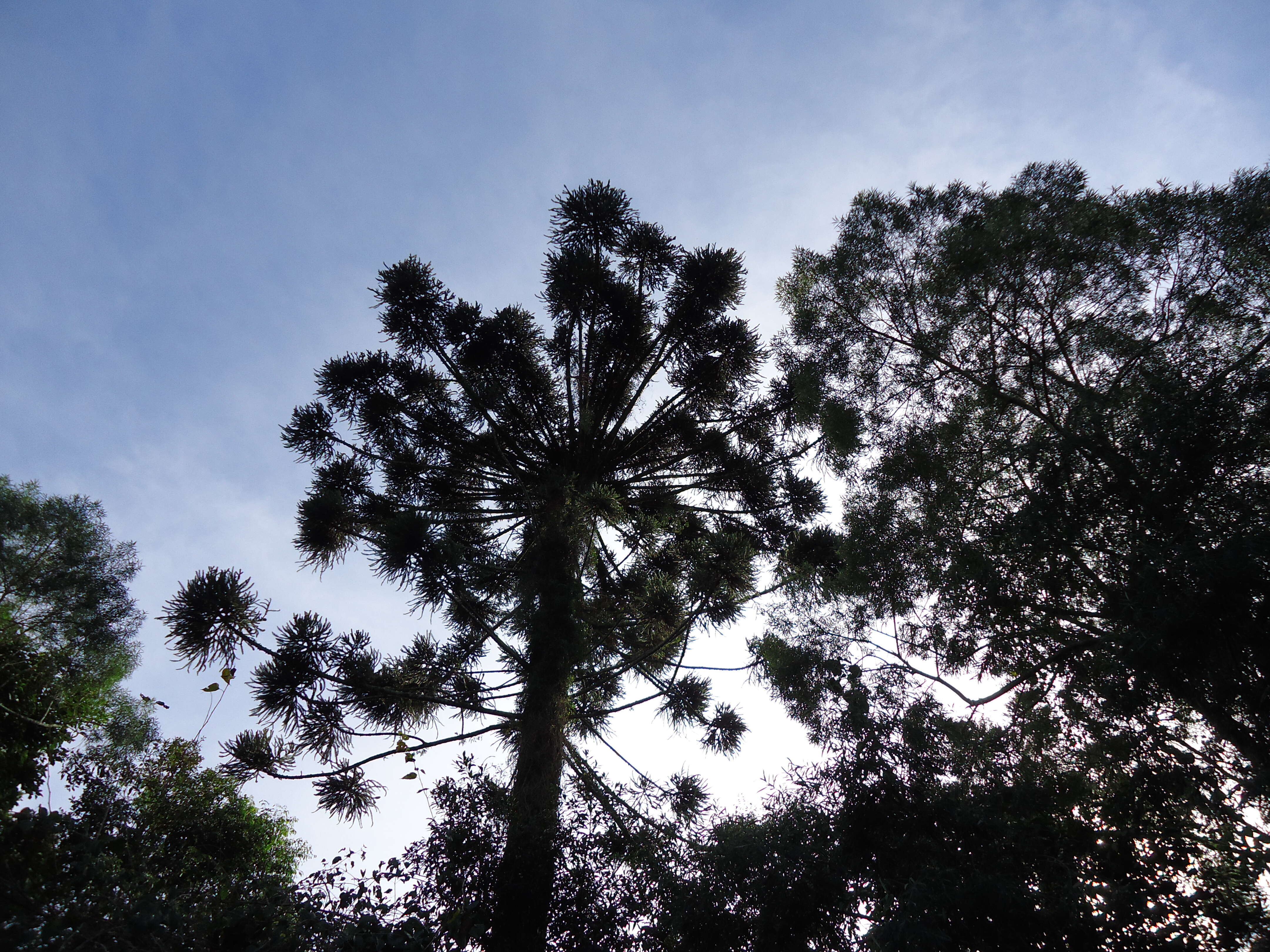 Image of Candelabra Tree