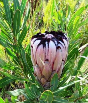 Image of Narrowleaf protea