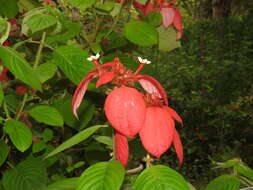 Image of red mussaenda