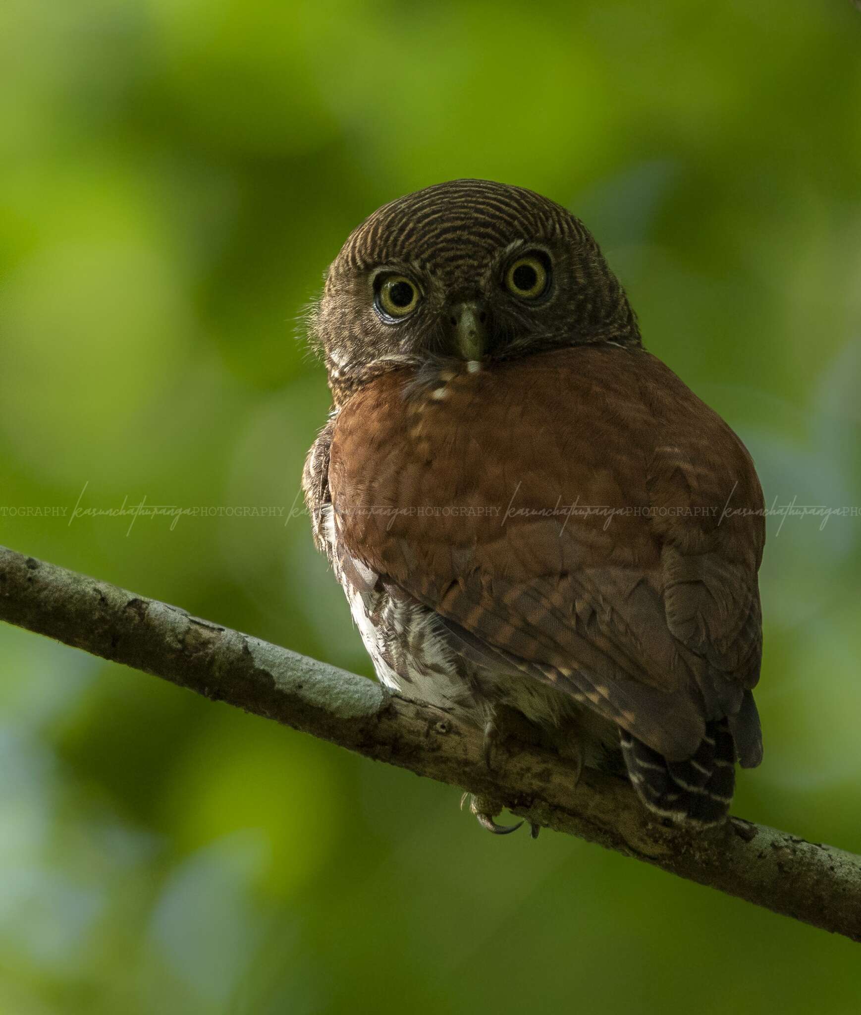 Image of Chestnut-backed Owlet