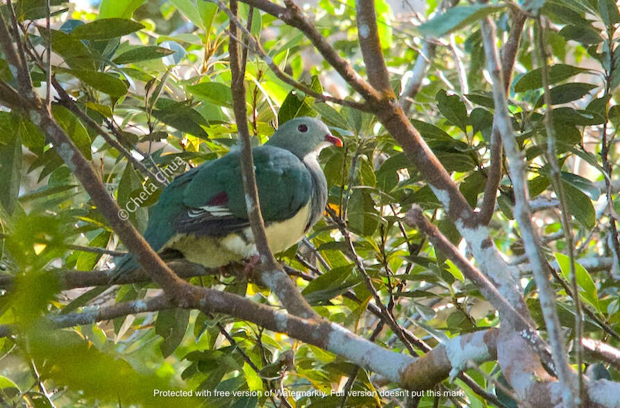 Image of Cream-breasted Fruit Dove