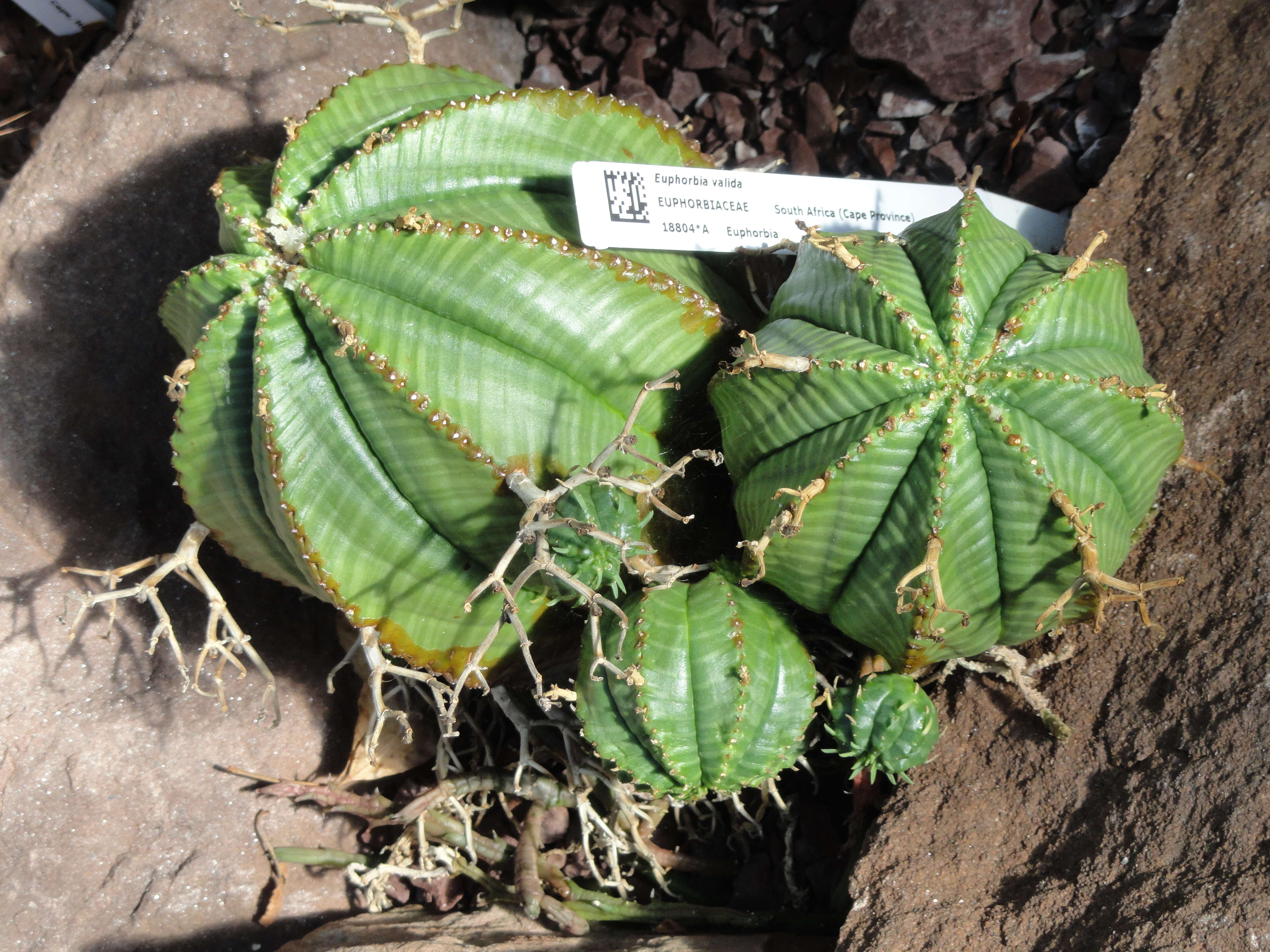 Image of Euphorbia meloformis Aiton