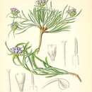 Image of Edraianthus dalmaticus (A. DC.) A. DC.