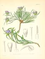 Image of Edraianthus dalmaticus (A. DC.) A. DC.