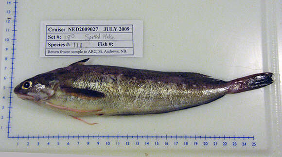 Image of Spotted Codling