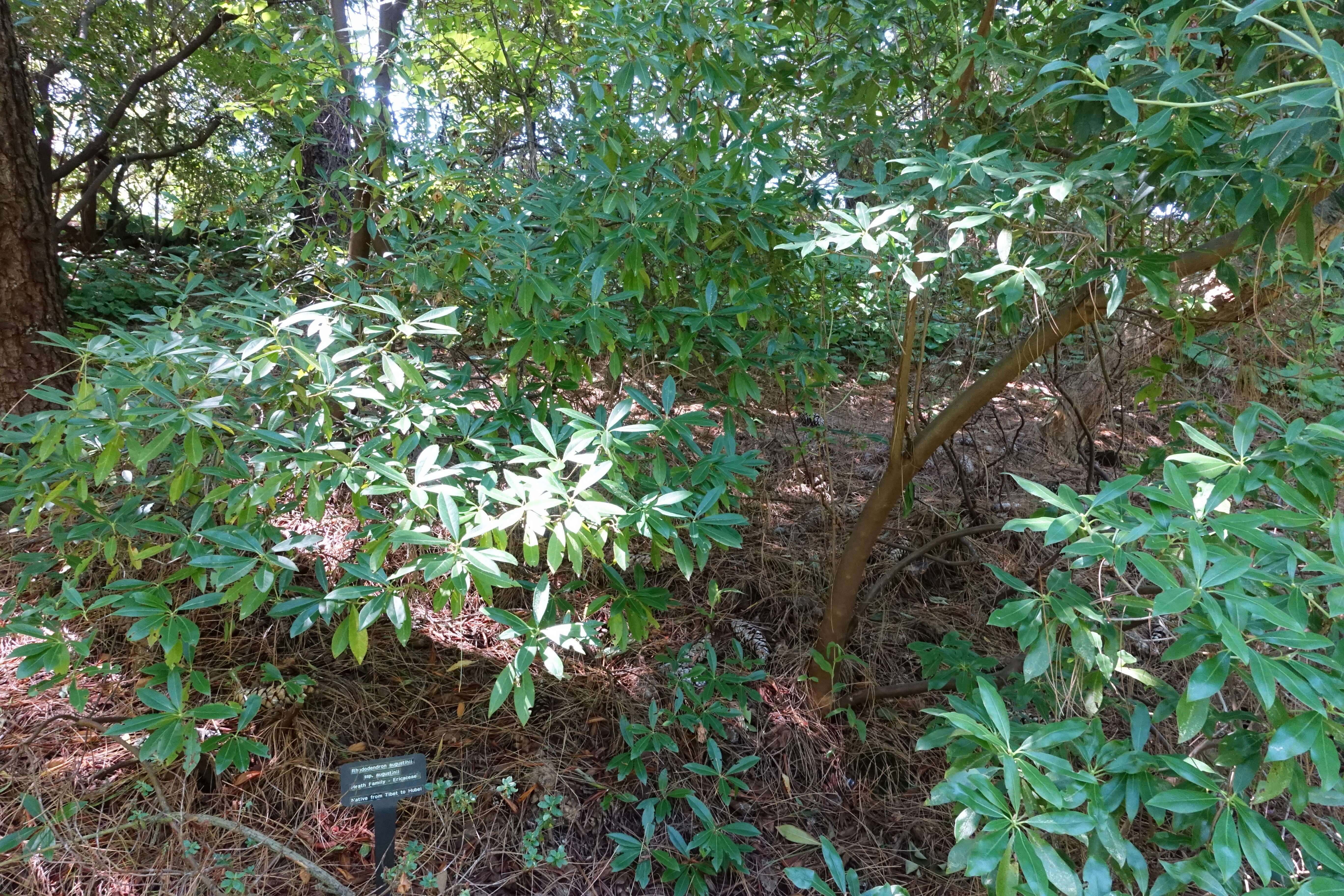 صورة Rhododendron augustinii Hemsl.