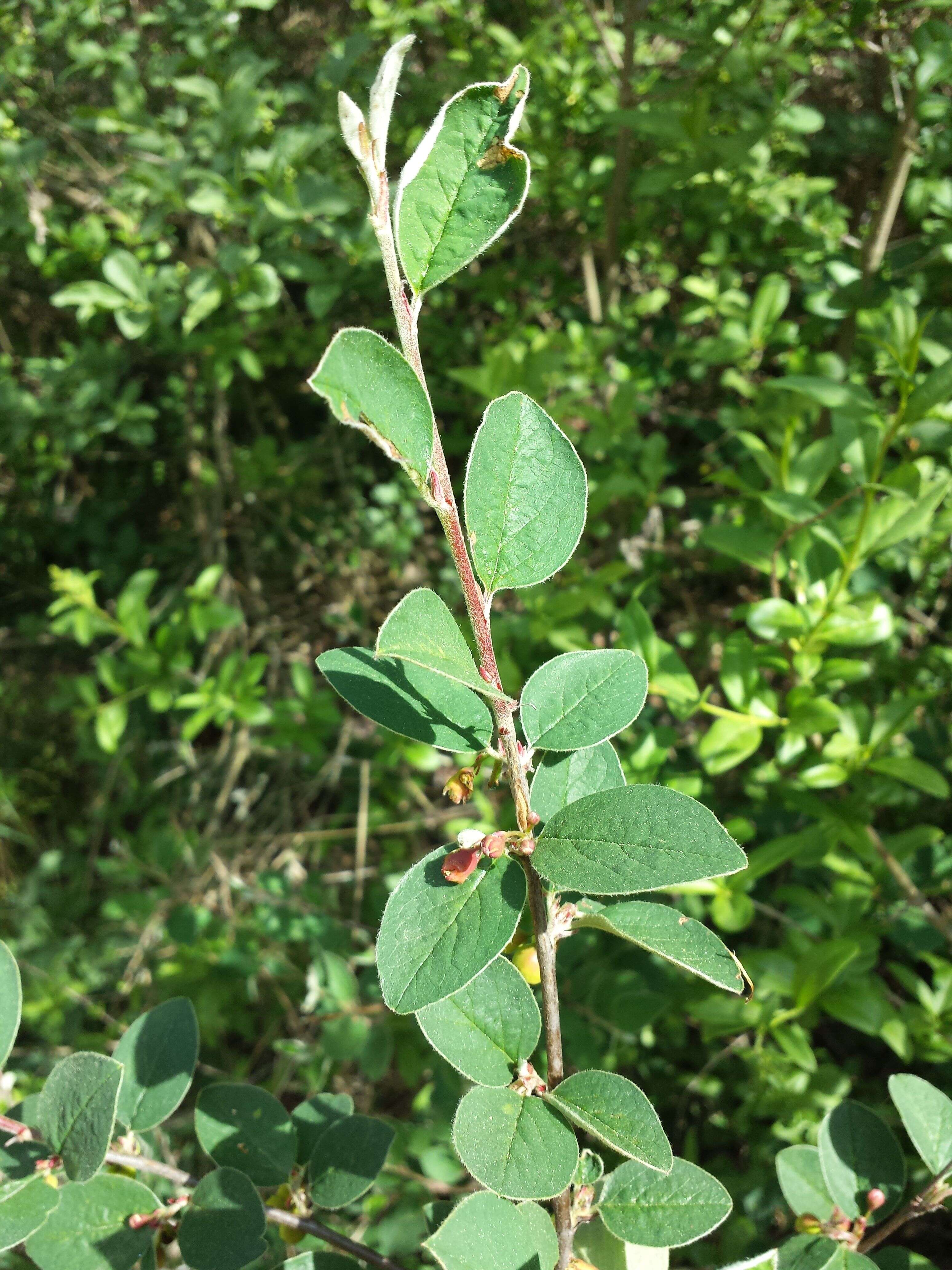 صورة Cotoneaster integerrimus Medik.