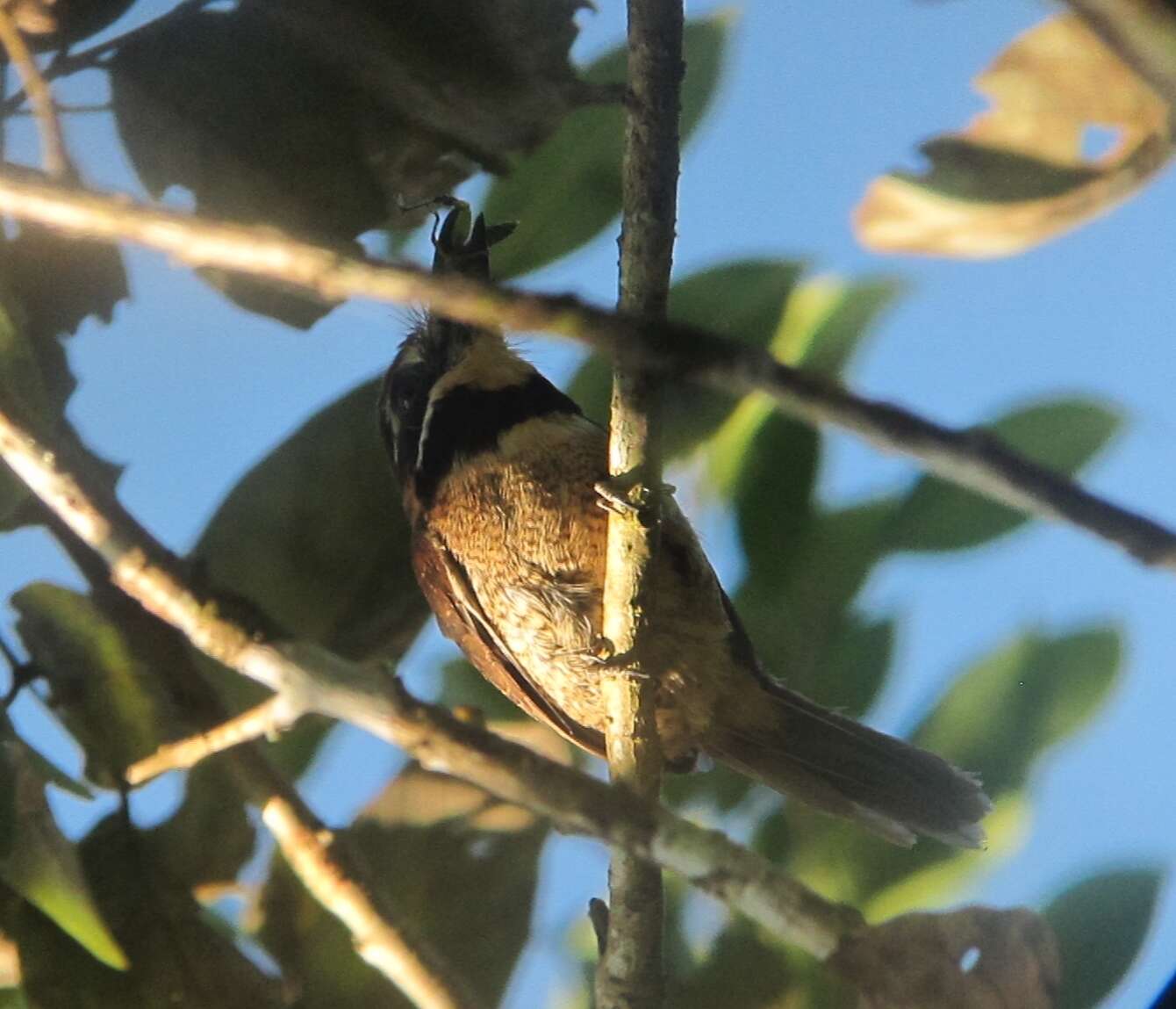 Image of Chestnut-capped Puffbird