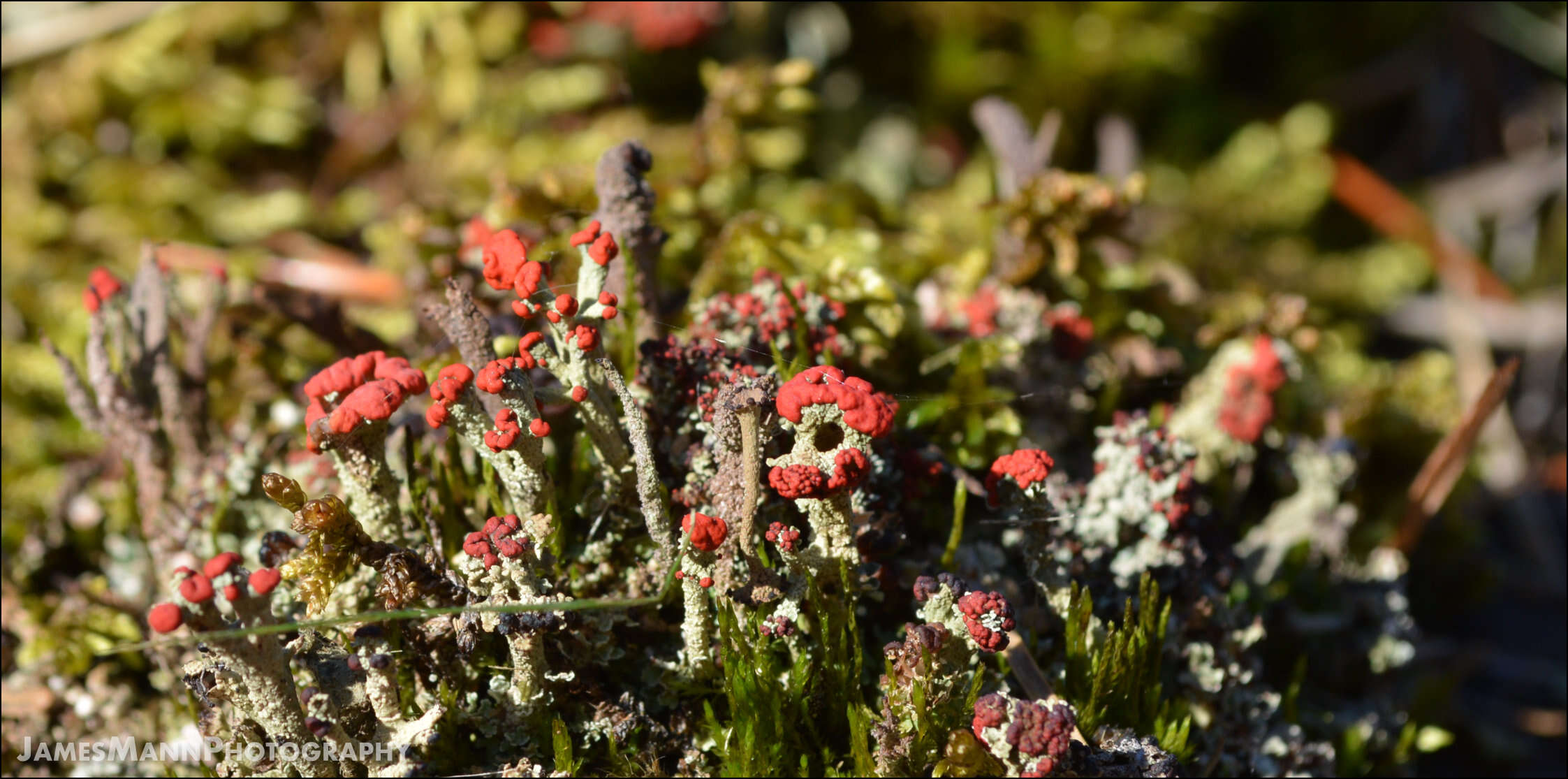 Слика од Cladonia cristatella Tuck.