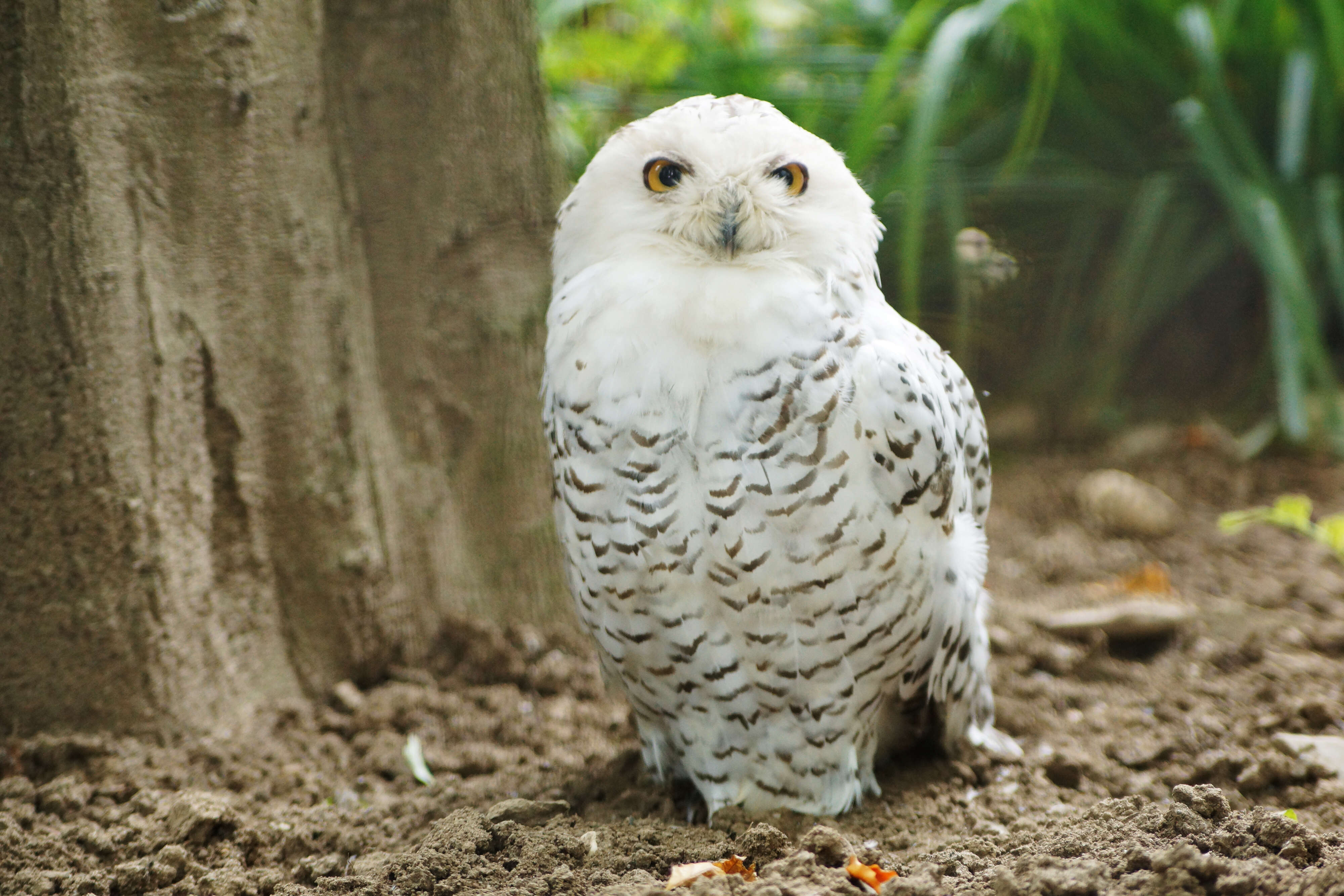 Image of Snowy Owl