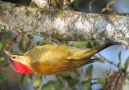 Image of Golden-olive Woodpecker