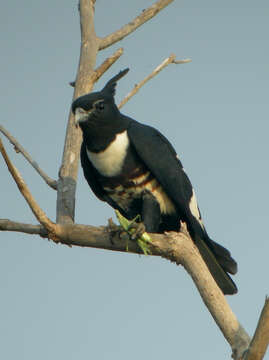 Image of Black Baza