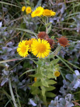 Image of common fleabane