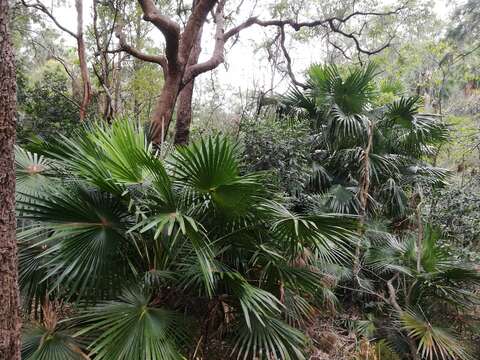 Image of Cabbage-tree palm