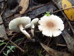 Image of Lepiota lilacea Bres. 1892