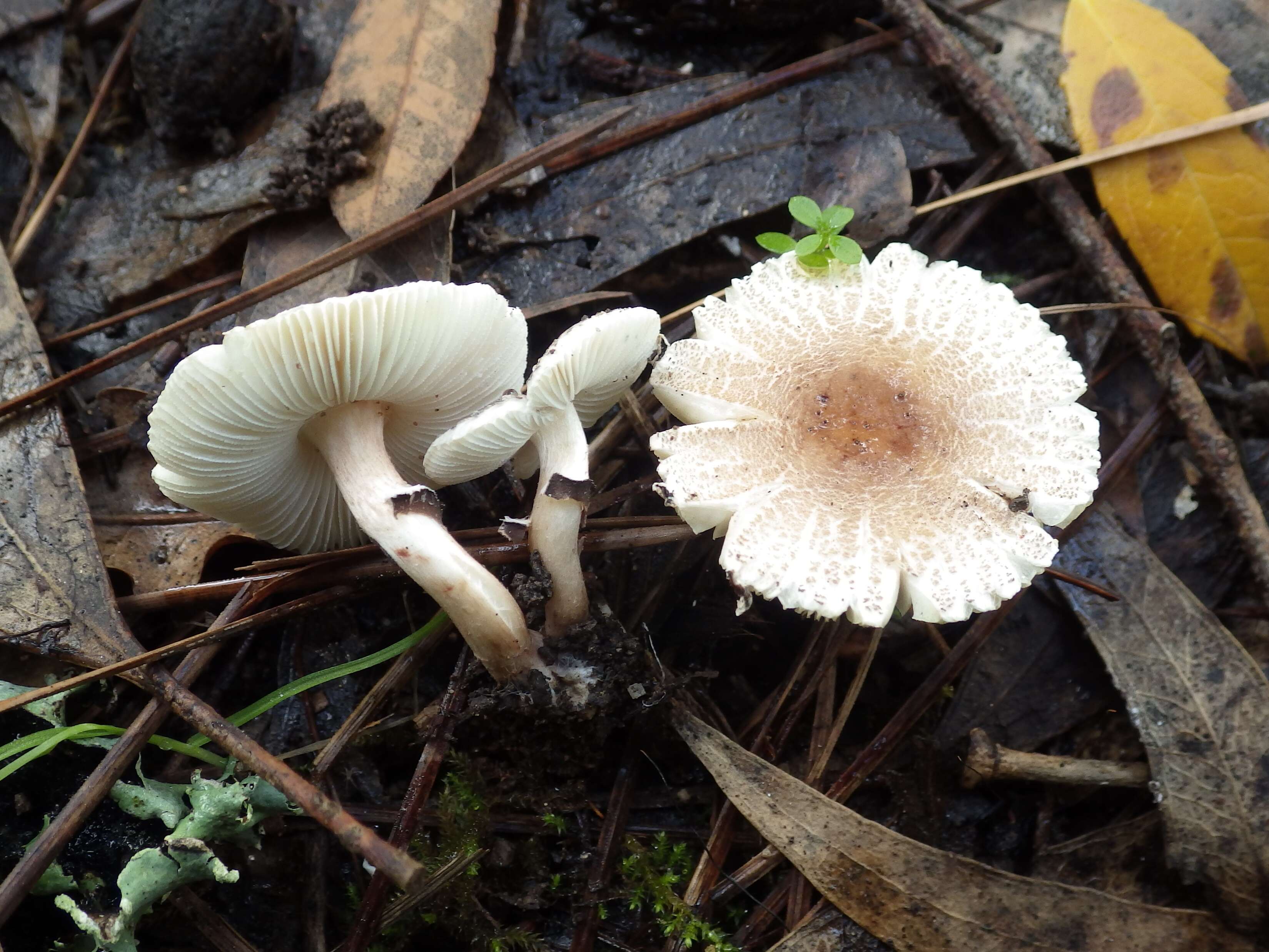 Image of Lepiota lilacea Bres. 1892