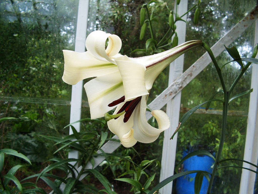 Image de Lilium brownii F. E. Br. ex Miellez