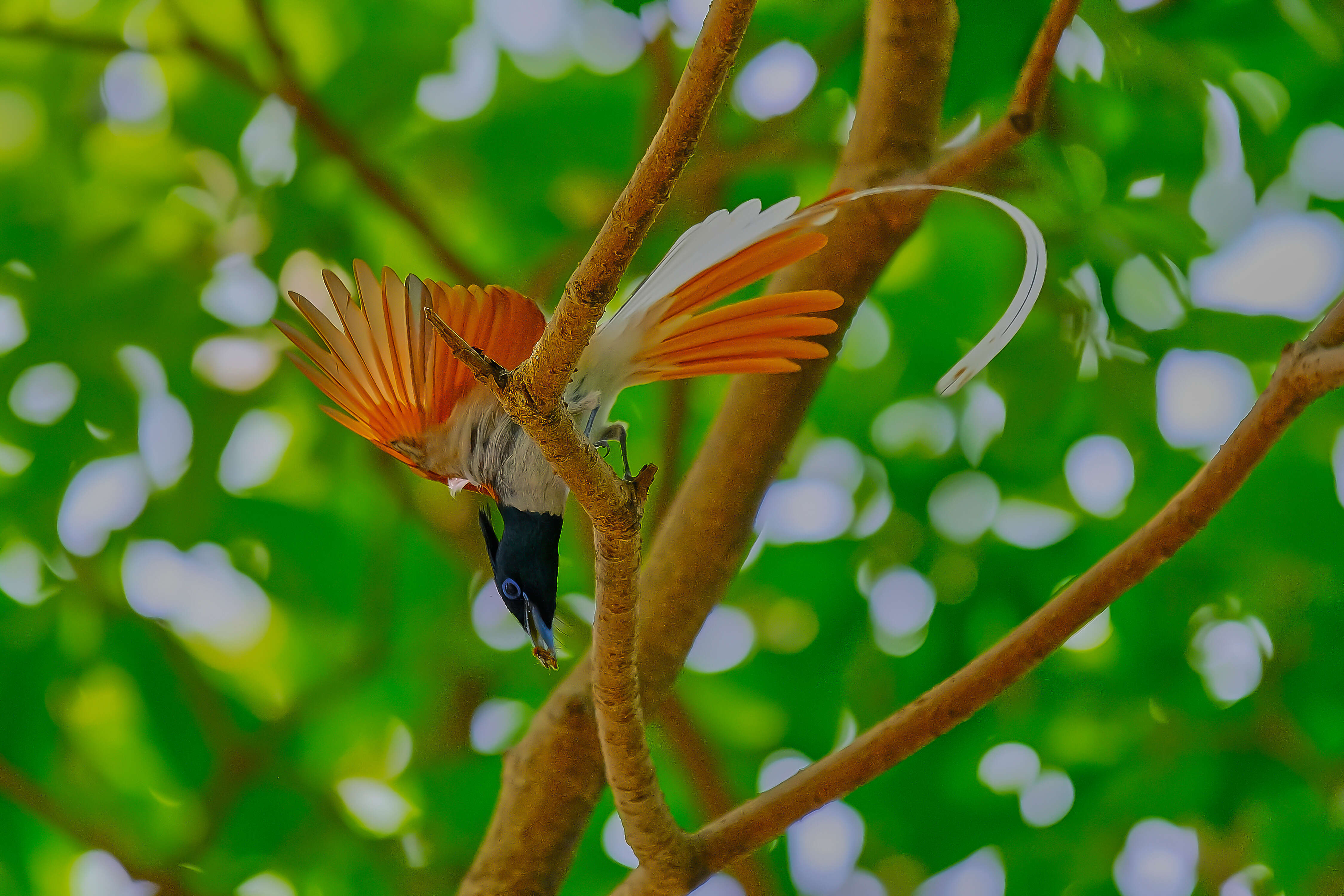 Image of Asian Paradise-Flycatcher