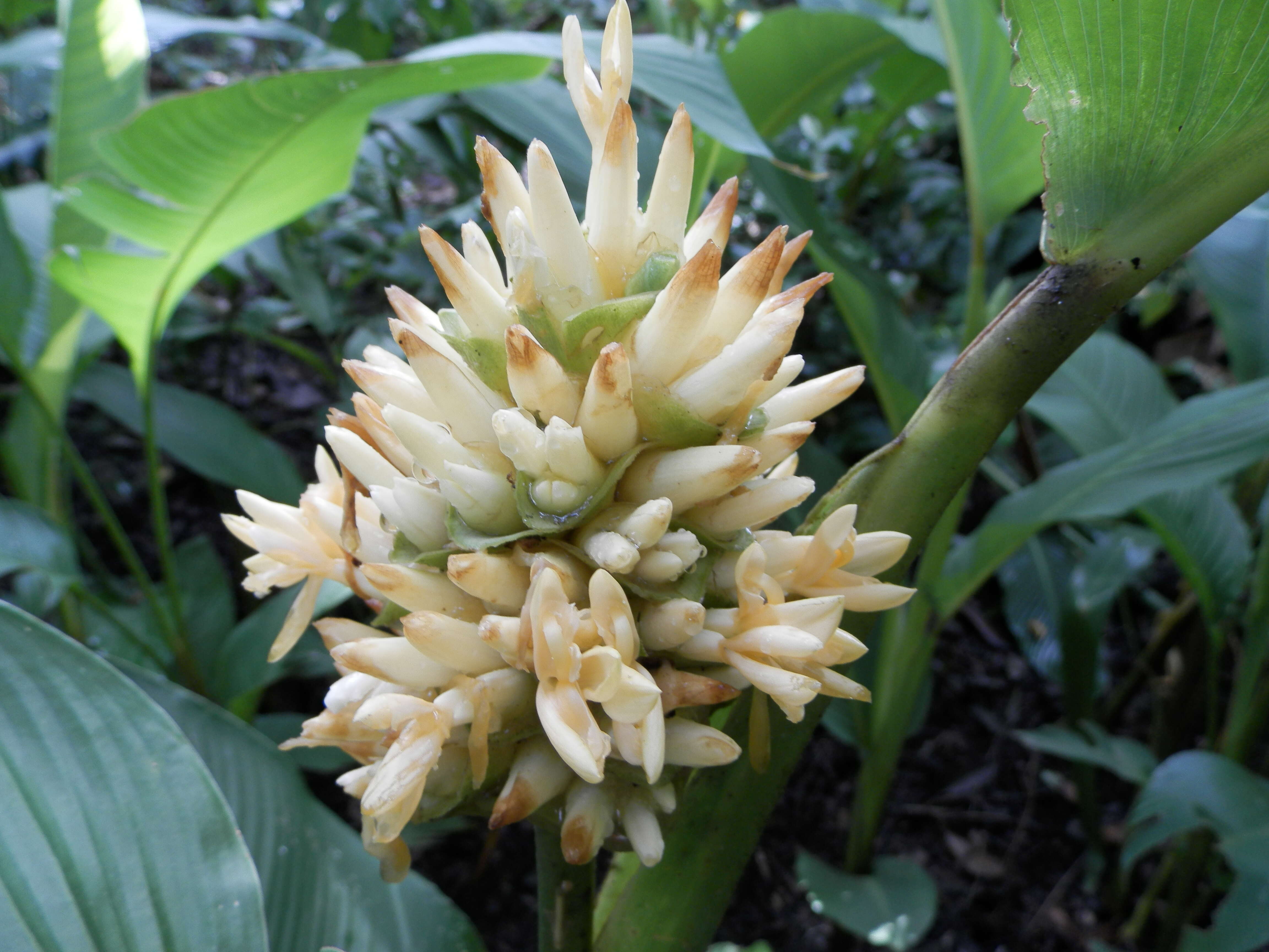 Image of calathea