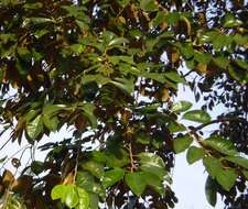 Image of star apple