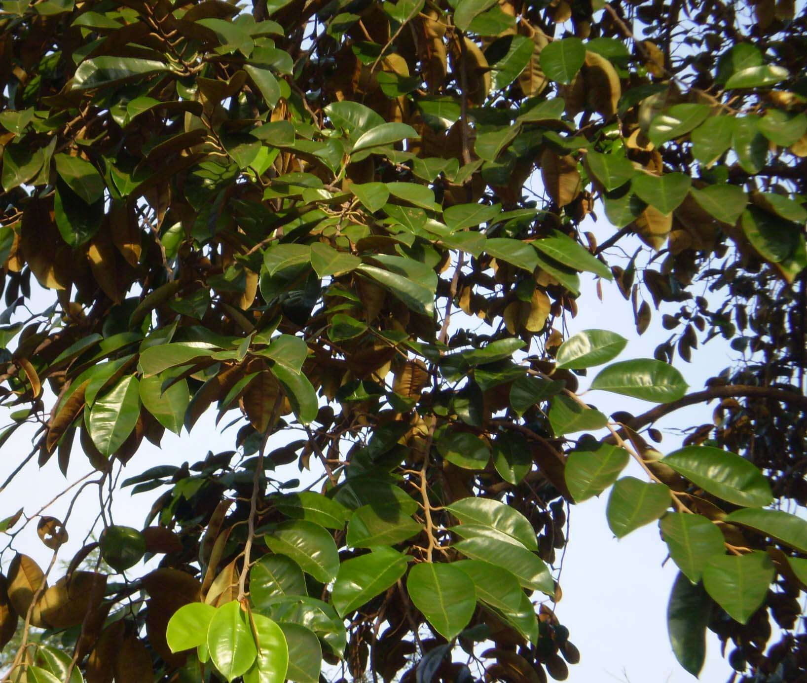 Image of star apple