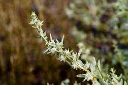 Image of tubercled saltbush