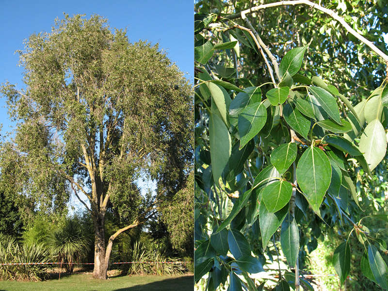 Image of Simon poplar