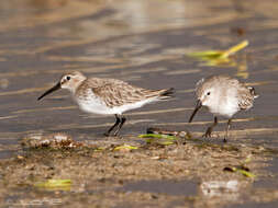 Image of Dunlin