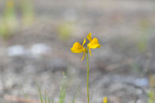 Image of horned bladderwort