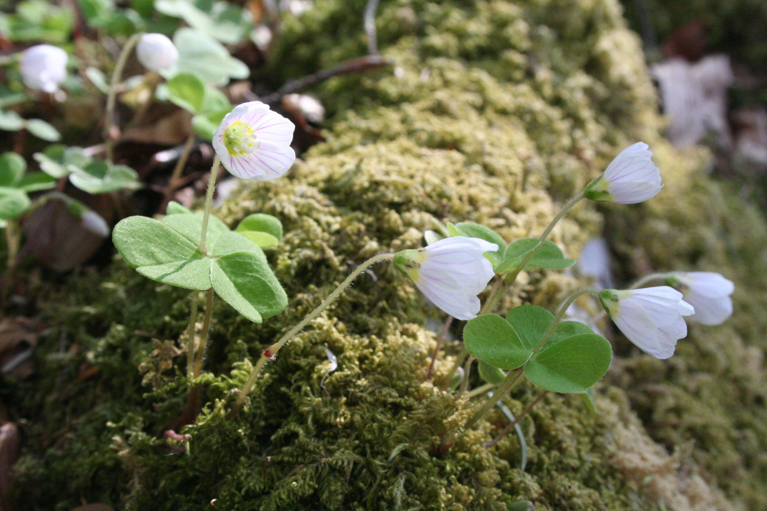 Imagem de Oxalis acetosella L.