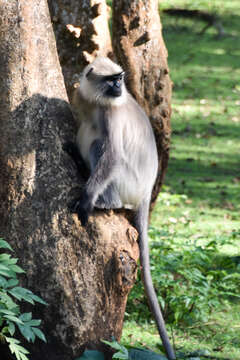 Image of Semnopithecus hypoleucos