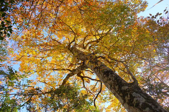 Image of Fagus hayatae Palib. ex Hayata