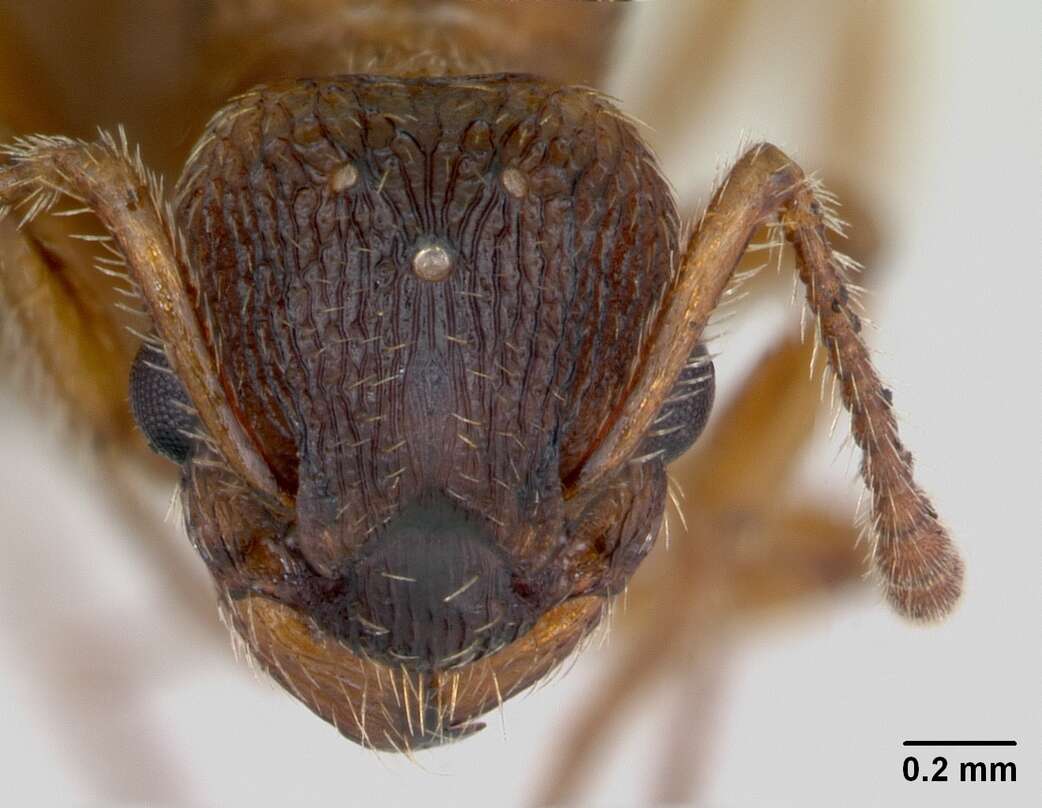 Image of Myrmica rugulosa Nylander 1849