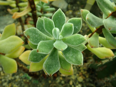 Image of Echeveria pulvinata Rose