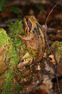 Image of Common frog