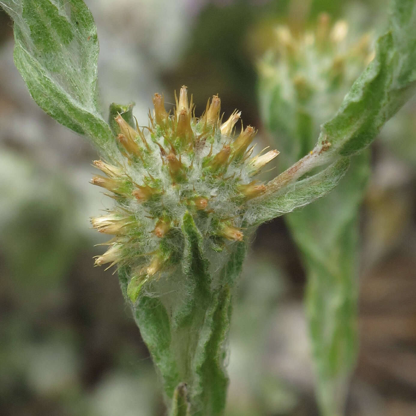 Image of common cottonrose