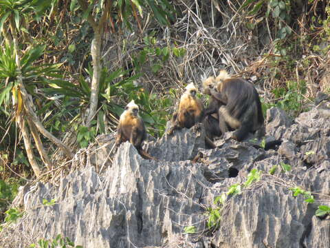 Image of Cat Ba Black Leaf Monkey