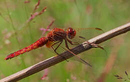 Image of Broad Scarlet