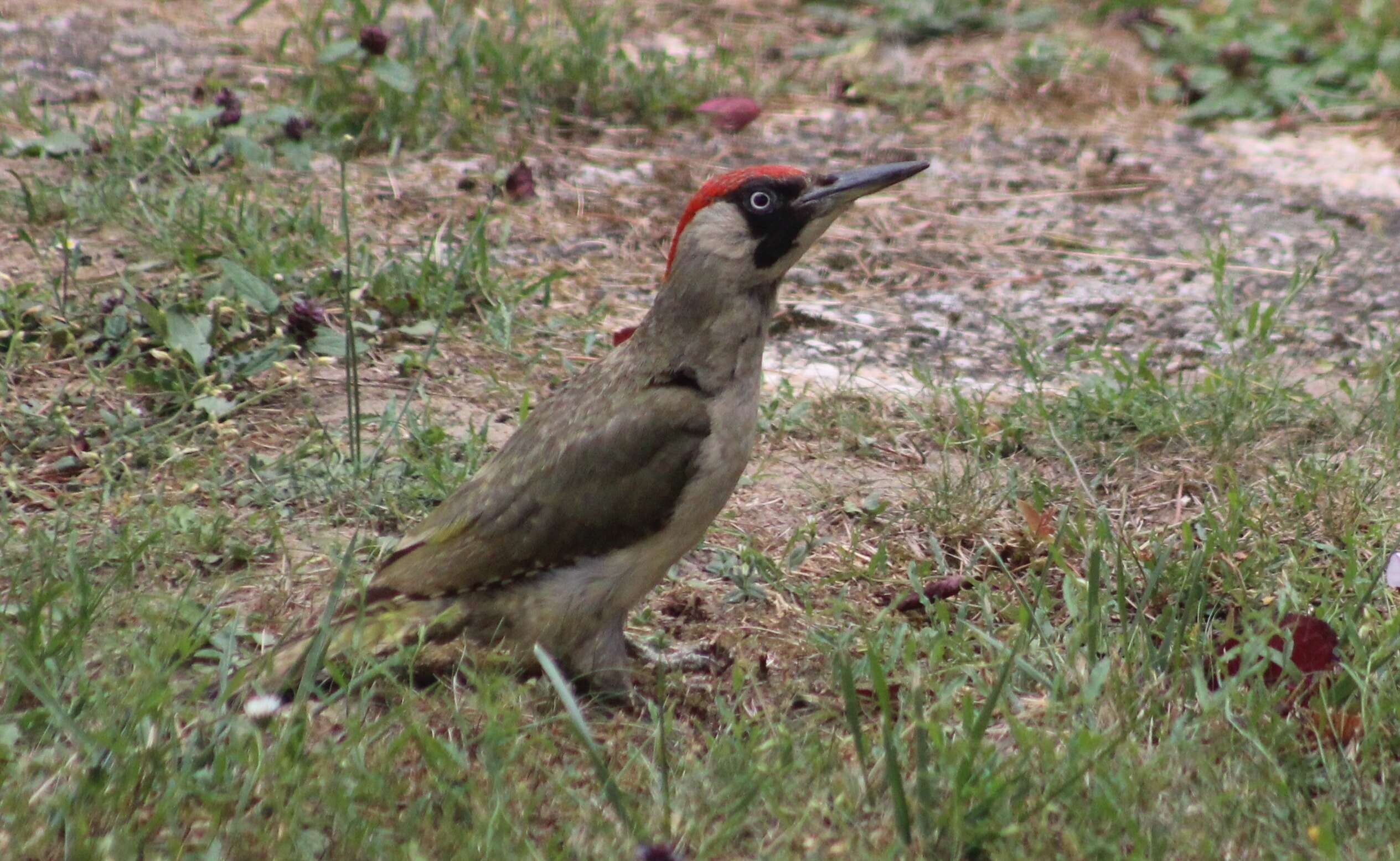 Image of Eurasian Green Woodpecker