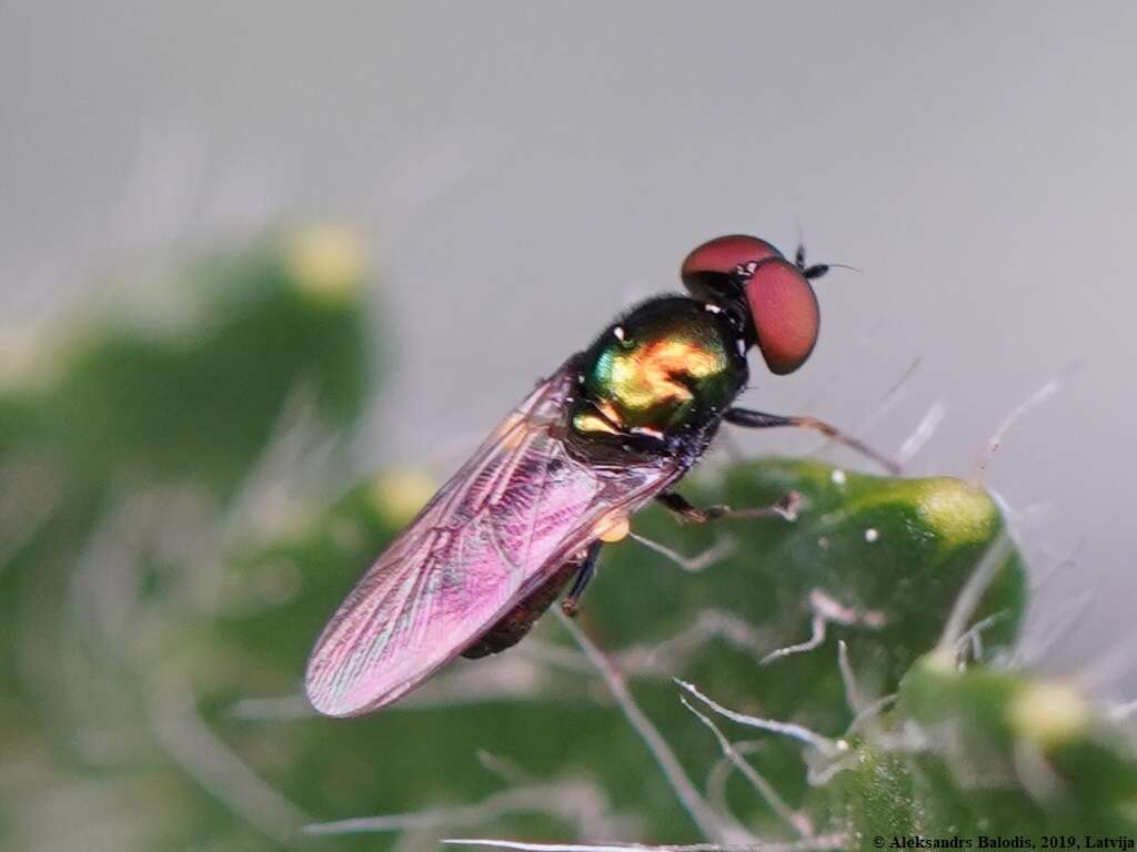 Image of Soldier fly