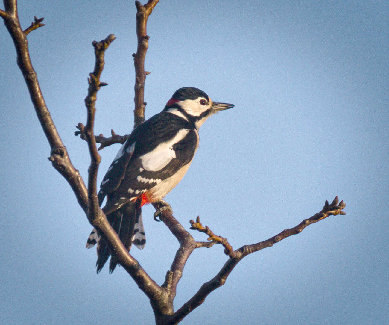 Image of Great Spotted Woodpecker