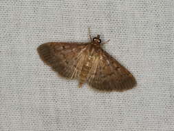 Image of Grass webworm