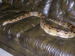 Boa constrictor Linnaeus 1758 resmi