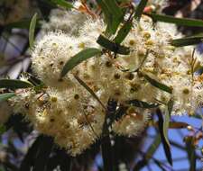 Image of Eucalyptus cylindriflora Maiden & Blakely