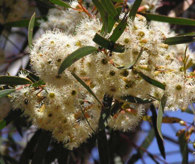 Image of Eucalyptus cylindriflora Maiden & Blakely