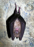 Image of Greater Horseshoe Bat